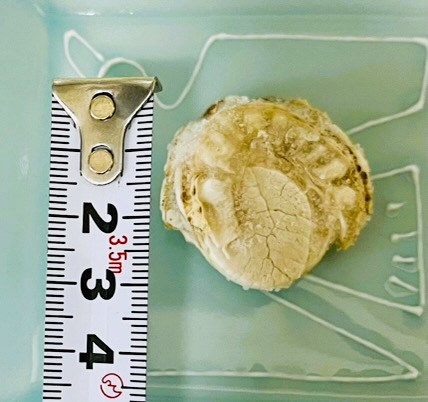 コストコ冷凍ボイルベビーホタテの大きさを測定